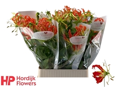 Gloriosa Exot Orange 90cm