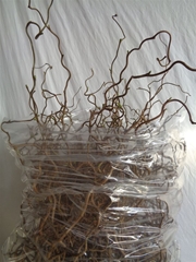 Coryl Av Contorta 80cm