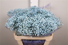 Gyps Colortreated 80cm 40gram