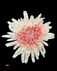 Chr G Marshmallow Red