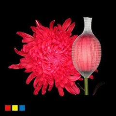 Chr G Stravina Red