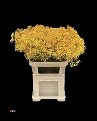 Gyps Million Star Yellow Orange