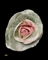 Brassica Marshmallow Pink