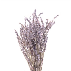 Lavandula Other 40cm 50gram
