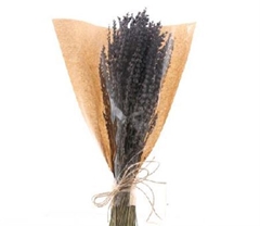 Lavandula Other 50cm 100gram