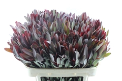 Leucad Safari Sunset 70cm