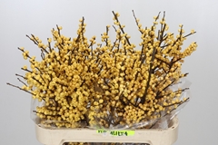 Ilex Vert Citronella 80cm