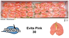 Anth A Evita Pink 50cm 9cm Ø