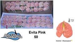 Anth A Evita Pink 50cm 9cm Ø
