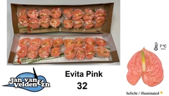 Anth A Evita Pink 55cm 11cm Ø