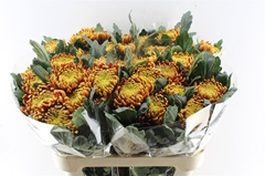 Chr G Fuego 80cm 100gram