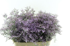 Lim Safora Lilac 80cm 40gram