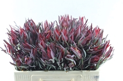 Leucad Sal Blush 50cm