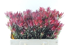 Leucad Sal Blush 50cm