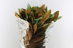 Magnolia Ov Bs 70cm 400gram
