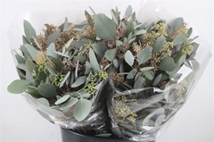 Euc Polyan Frui P Bs 40cm 150gram