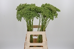 Ammi Visn Green Mist 70cm
