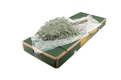Leatherleaf 55cm