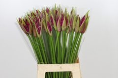 Ne Bo Mister Nick 70cm