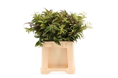 Leucothoe Walteri Ra 80cm