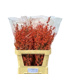 Ilex Mag Daydream 80cm