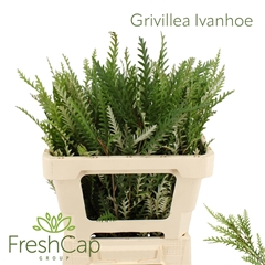 Grevi Ivanhoe Bronze 50cm