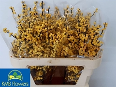 Ilex Ve Mag Citronel 80cm