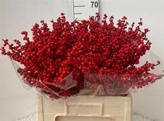 Ilex Ve Rode Bes 60cm