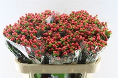 Hyp Tomato Flair 70cm