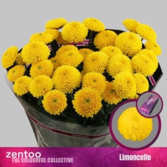 Chr T Limoncello 70cm 75gram
