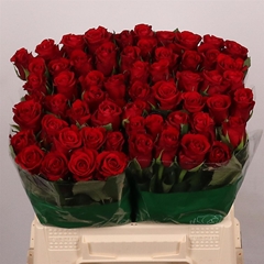 R Gr Red Ribbon