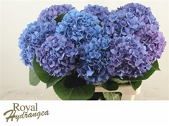 Hydr M Ch Pimpernel 80 - 18