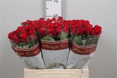 R Gr Red Torch 60cm