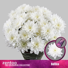 Chr T Baltica 70cm 90gram