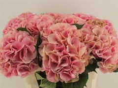 Hydr M Royal Love 60 - 17