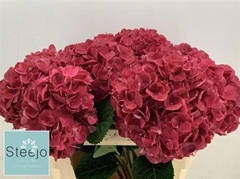 Hydr M Mag Rubyred 60 - 16