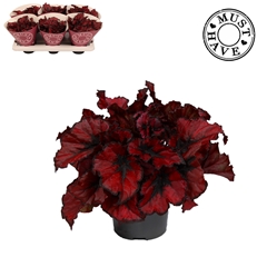 Beg Kohala Red 13Ø 25cm