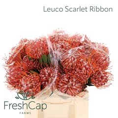Leuco Co Scarlet Rib 40cm