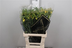Fr Du Soleil 70cm 34gram 23