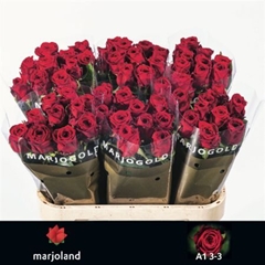 R Gr Red Naomi! 80cm 5,5cm