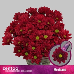 Chr T Mexicano 70cm 80gram