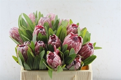 Protea Pink Ice 30cm