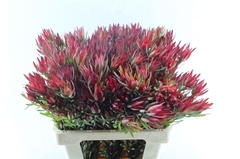 Leucad Sal Blush 60cm