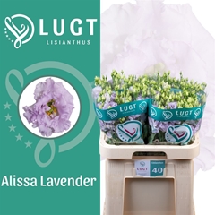 Eus G Alissa Lavende