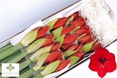 Hipp St Red Lion 80cm 4+
