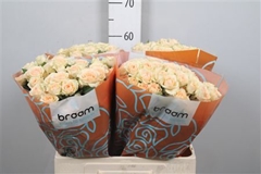 R Tr Sancerre 60cm 65+