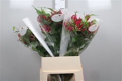 Gloriosa Rothschild Short 90cm