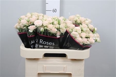 R Tr Sushi 60cm 65+