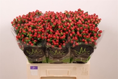 Hyp Tomato Flair