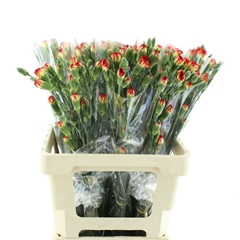 Di Tr Yellow Eveline 65cm 23